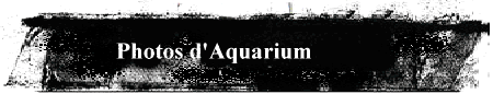 Photos d'Aquarium