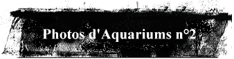 Photos d'Aquariums n2